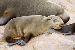 Mother and Baby seal